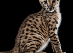 F2 Savannah Kittens Profile