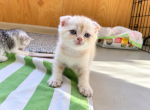 American Bobtail X Scottish Profile