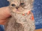 Tica selkirk Rex kittens Profile