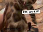 Bengal Kitten Brown Male Profile