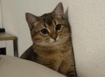 Mochi Profile