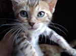 Co co's litter Profile