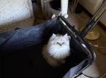 Minka kittens Profile