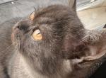 Whiskers Kittens Profile