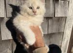 TICA Registered Purebred Maine Coon Profile