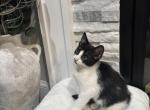 Kitten Profile