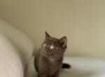 Scottish Straight Brown Kitten Profile