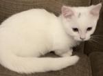 Snowball Profile