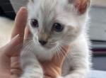 Snow Bengal Kitten Profile
