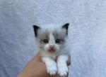 Mias kittens Profile