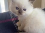TICA ragdoll kittens Profile