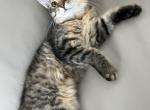 Kitten with no tail Profile
