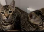 Only 2 left females Bengal Kittens Profile
