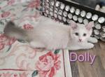 ENCHANTING  Dolly Profile