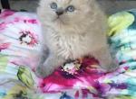 Blue mink ragdolls Profile