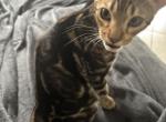 May Kitties Profile