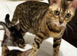 Zena and kitties Profile