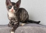 Peony Devon Rex Profile
