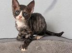 Peony Devon Rex Profile