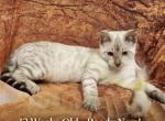 Snow lynx female Profile