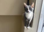 Mixed Kitten Profile