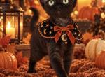 Devon Rex black Profile