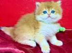 British Longhair Female Profile