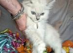 Ragdoll litter REDUCED Profile