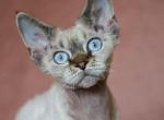 Seal Point Devon Rex Profile