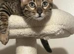 Bengal kittens Profile