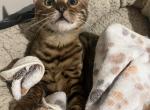 Bengal kittens Profile