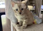 Bengal male kitten available Profile