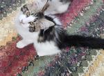 Last female Maine Coon kitten Profile