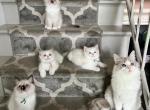 OCTOBER LITTER COMING SOON Profile