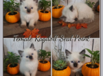 Ragdoll Female 8 weeks Profile