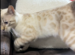 Seal Point Lynx Bengal Profile