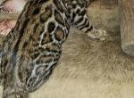 Male Female Brown Silver Bengal Kittens Profile