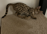 F2 Savannah Girl Profile