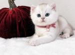 British Kittens Profile