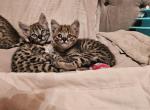 F2 Savannah kittens Profile