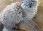 Ragdoll Kittens Profile