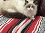Fluffy handsome boy Ragdoll Male Profile