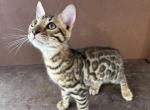 Bobby the bobtailed Bengal Profile