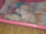 Buttercup's Balinese Litter Profile