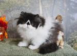 Ready Now Show Quality Black and White Bi Color Profile