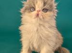 Persian Kitten for Sale in Illinois Near Chicago Profile