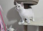 Siberian  British shorthair Profile