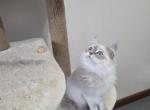 Siberian  British shorthair Profile