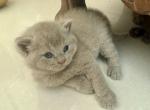 British Shorthair Lilac Male Profile