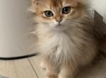 Black golden chinchilla NY12 longhair female Profile